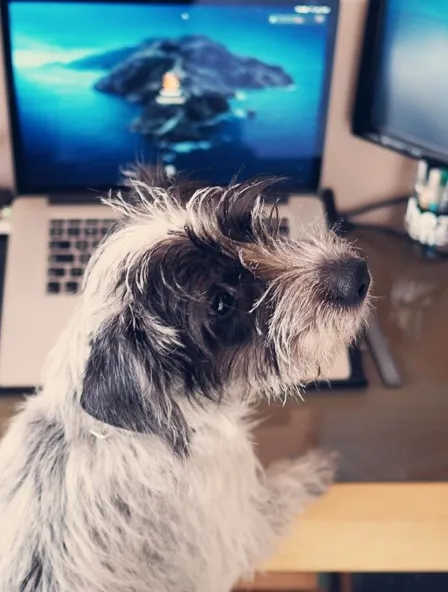 A dog in front of a computer looking to the right.